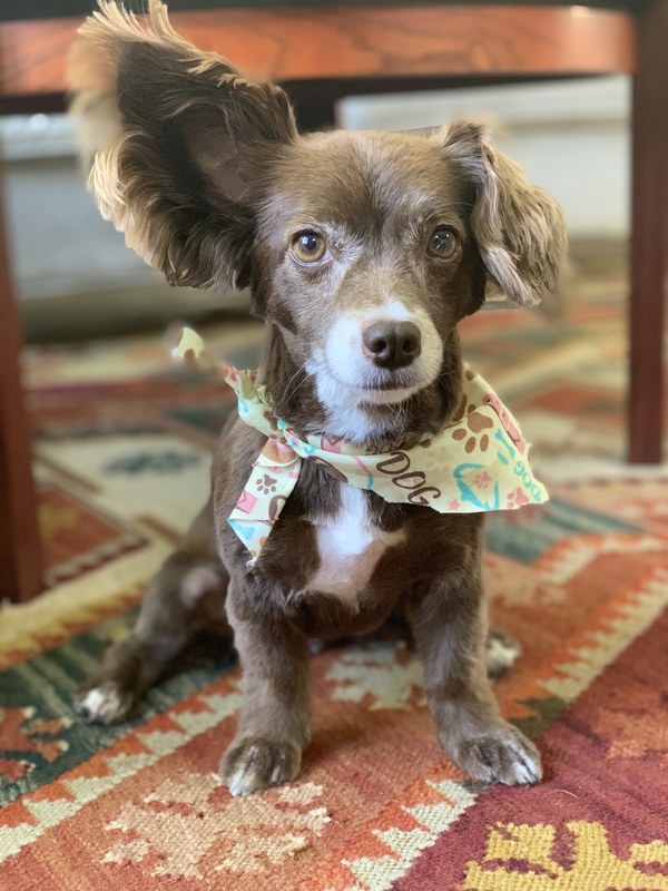 Maple the dog